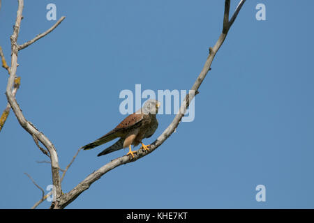 Oiseau faucon crécerelle, Falco tinnunculus close up de décoller, voler d'une branche d'arbre en Ecosse Banque D'Images