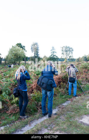 Richmond Park, Londres. Deux hommes et une femme photographe photographes de prendre des photos d'un red deer stag. Banque D'Images