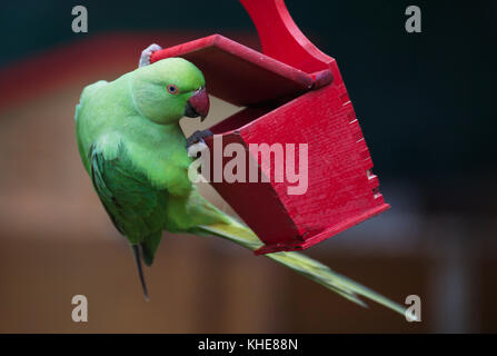 Rose femelle perruche (Psittacula krameri), en animale sauvage Cologne/Allemagne, dans jardin de mangeoire pour oiseaux Banque D'Images