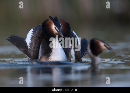 Grand Crested Grebes / Haubentaucher ( Podiceps cristatus ) courting, on ouvre des ailes pour impressionner son compagnon, impressionnante exposition de la cour, Europe. Banque D'Images