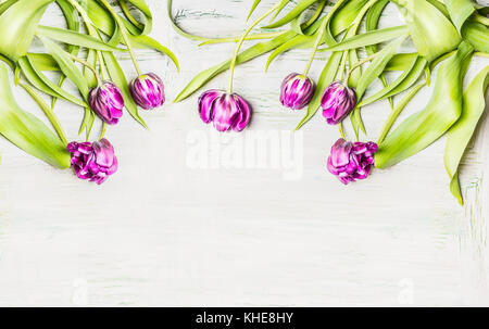 Tulipes fleurs fraîches lila , frontière sur fond de bois blanc, vue du dessus Banque D'Images