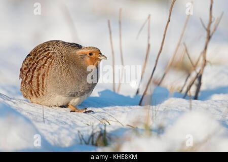 La perdrix grise / rebhuhn ( Perdix perdix ), adulte, la marche, se faufiler à travers la neige fraîchement tombée, sur une très belle journée d'hiver ensoleillée, de la faune, de l'Europe. Banque D'Images