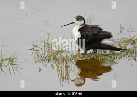 Stilt à ailes noires ( Himantopus himantopus ), adulte accroupi, protégeant, rassemblant des poussins sous son corps, plumage, semble drôle, Europe. Banque D'Images