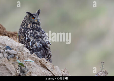 Grand duc ( Bubo bubo ), adulte, perché sur la pente d'un dump, regarder en arrière sur son épaule, de chasser une proie, de la faune, de l'Europe. Banque D'Images