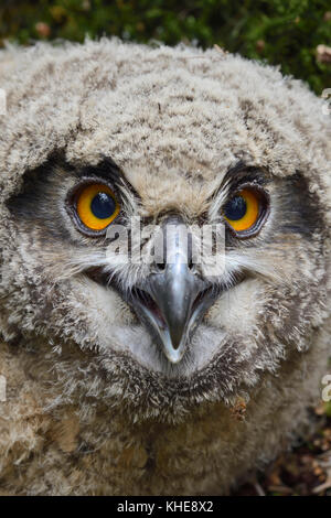 La petite poussette de l'Aigle eurasien ( Bubo bubo ), sauta hors de son nid, encore à part, assis sur le sol, gros plan, portrait de la tête, faune, Europe. Banque D'Images