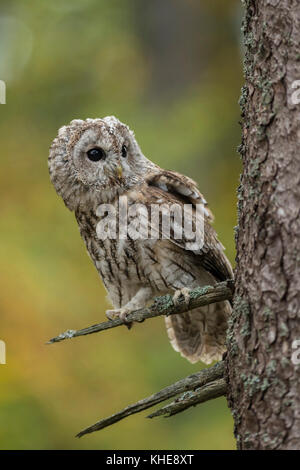 Tawny Owl ( Strix aluco ) perchée sur une branche sèche d'un arbre, yeux lumineux, regardant curieux, attentivement, fond automnal, octobre doré, Europe. Banque D'Images