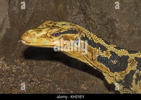 Contrôle de l'eau philippines femelle (Varanus cumingi) Banque D'Images