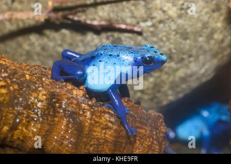 Blue poison dart frog ou okopipi Banque D'Images