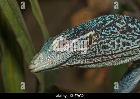 Blue Tree monitor (Varanus macraei) Banque D'Images