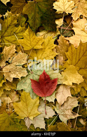 Modèle d'automne feuilles d'érable d'assortiment avec une seule feuille d'érable rouge Banque D'Images