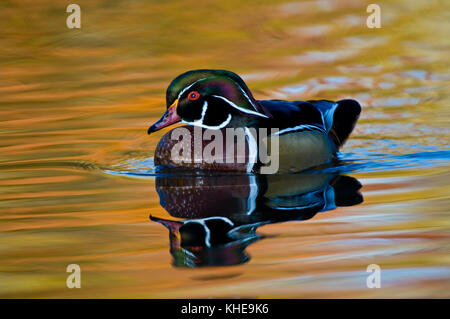 Un canard branchu canard Caroline ou (Aix sponsa) nage dans un étang coloré reflétant les couleurs de l'automne dans l'Est de l'Ohio, États-Unis, de l'Est Amérique du Nord Banque D'Images