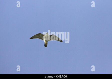 Faucon pèlerin Falco peregrinus en adultes en hiver vol Angleterre Dorset Portland Banque D'Images