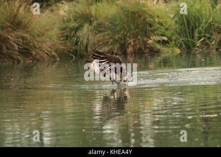 Le balbuzard pêcheur, Pandion haliaetus, passant de l'eau après avoir attrapé une grande truite. prises à corne mill ospreys trutticulture rutland canon1dx-2 avec 300mm 2.8 Banque D'Images
