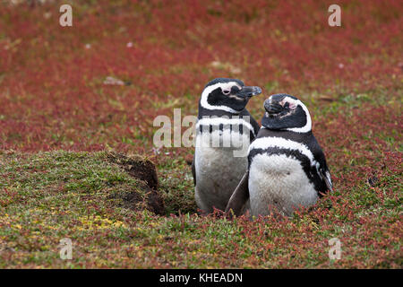 Magellanic penguin Spheniscus magellanicus paire aux îles Falkland terrier de nidification Banque D'Images