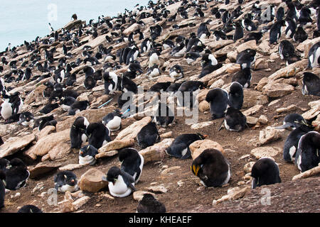 Penguin Macaroni Eudyptes chrysolophus entre Rockhopper Penguin Eudyptes chrysocome colonie de nidification Saunders Island Iles Falkland Banque D'Images