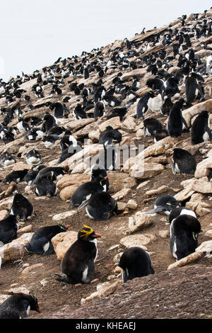 Penguin Macaroni Eudyptes chrysolophus entre Rockhopper Penguin Eudyptes chrysocome colonie de nidification Saunders Island Iles Falkland Banque D'Images