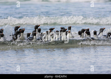 Rockhopper Penguin Eudyptes chrysocome group de retour de l'Île Saunders Alimentation Iles Falkland Banque D'Images