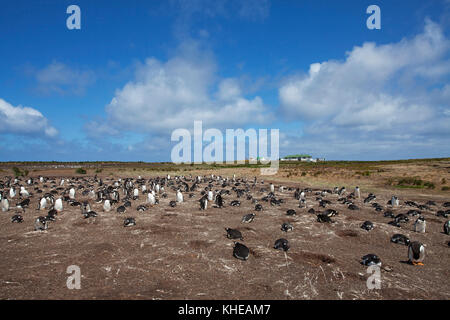 Gentoo pingouin Pygoscelis papua colonie de nidification avec le Lodge au-delà de l'Île Sealion Malouines territoire britannique d'outre-mer en décembre 2016 Banque D'Images