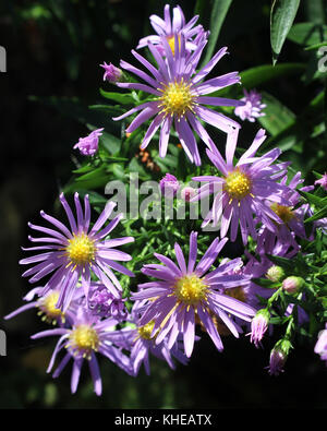 Les belles fleurs violettes de Symphyotrichum novi belgii, également connu sous le nom de New York ou l'Aster Michaelmas Daisy. Banque D'Images