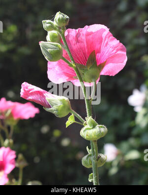 Les belles fleurs rétro-éclairé de l'Alcea rosea aussi connu comme une rose trémière rose. Banque D'Images
