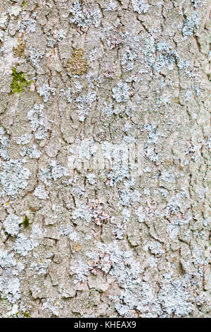 Hertfordshire, Royaume-Uni. Mousse verte pâle pousse sur l'écorce d'un tronc d'arbre. Banque D'Images