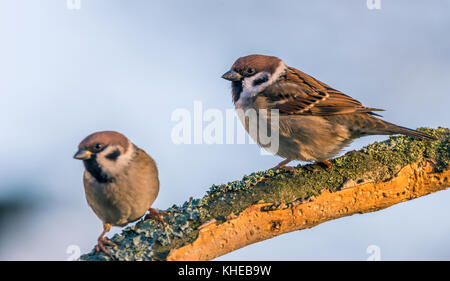 Photo horizontale avec couple de sparrow oiseaux. Le mâle est au point avec une belle marron, blanc et noir plumes. femelle est côté flou artistique de la première Banque D'Images