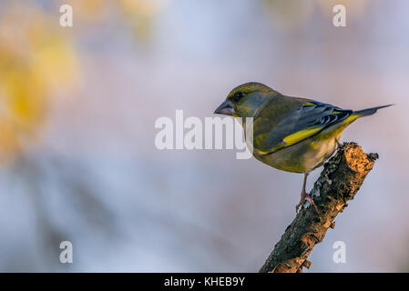 Photo horizontale de nice seul verdier songbird. oiseau est perché sur des rameaux usés partiellement couvert par l'écorce, de mousse et de lichen. arrière-plan est flou. b Banque D'Images