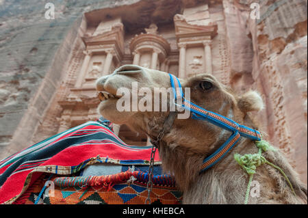 Un chameau devant le conseil du trésor, Petra, Jordanie, Moyen-Orient Banque D'Images