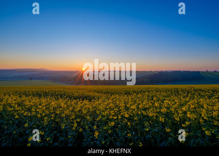 Champ de colza dans le cadre de sunrise Banque D'Images