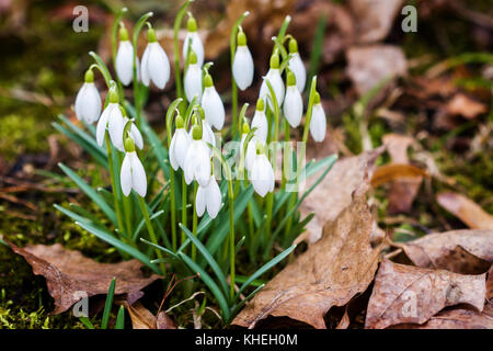 Photo de gros plan commun frais perce-neige (Galanthus nivalis) qui fleurit au printemps. fleurs sauvages. Banque D'Images