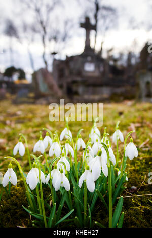 Photo de gros plan commun frais perce-neige (Galanthus nivalis) fleurissent dans le cimetière Banque D'Images