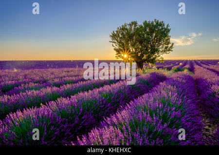 Arbre en champ de lavande au coucher du soleil Banque D'Images