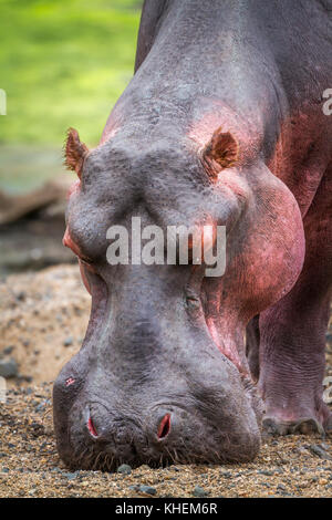 Hippopotames dans le parc national Kruger, Afrique du Sud ; espèce de la famille des hippopotamidae Hippopotamus amphibius Banque D'Images