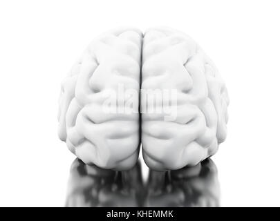 3d illustration. cerveau humain. la science concept anatomie fond blanc isolé. Banque D'Images