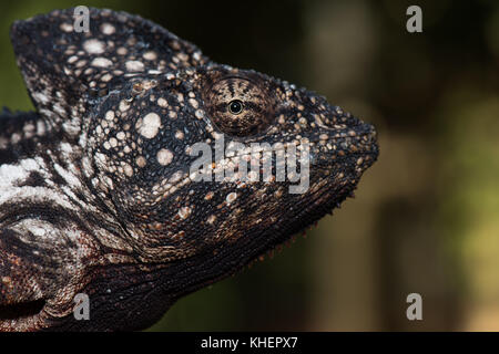 Caméléon géant malgache (Furcifer oustaleti), homme, le parc national de Kirindy, madagascar Banque D'Images