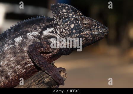 Caméléon géant malgache (Furcifer oustaleti), homme, le parc national de Kirindy, madagascar Banque D'Images