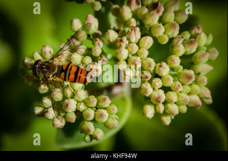 Hoverfly sur une plante Sedum Banque D'Images
