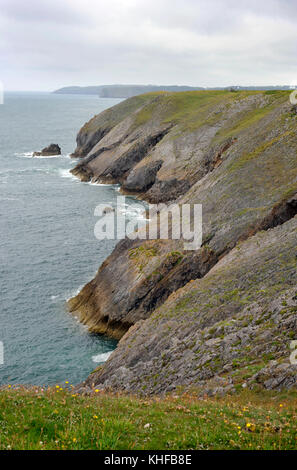 Littoral du Pembrokeshire, robuste et du sentier côtier près de tenby, regardant vers l'île de caldey, une île sacrée au large de la côte du Pays de Galles, Royaume-Uni. Banque D'Images