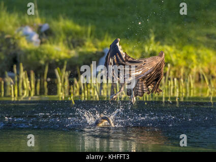 Balbuzard pêcheur (Pandion haliaetus) Pêcher le gaspareau (Alosa pseudoharengus) dans un petit étang en bordure de l'océan Atlantique. L'Acadia National Park, Maine, USA. Banque D'Images