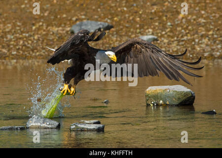 Pygargue à tête blanche (Haliaeetus leucocephalus) capture un Le gaspareau (Alosa pseudoharengus) dans certains Sound au coucher du soleil. L'Acadia National Park, Maine, USA. Banque D'Images