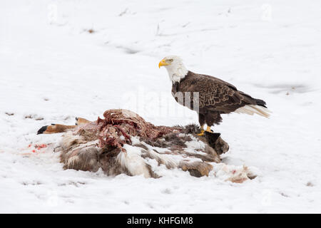 Pygargue à tête blanche se nourrissant d'une carcasse de cerf dans la neige de l'hiver. Oiseau a été photographié dans la nature. Il a une expression grave et très détaillée. Banque D'Images