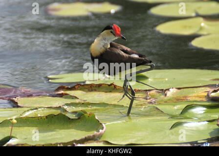 Un peigne-crested jacana (irediparra gallinacea) repose sur une jambe sur la végétation flottante dans le Ross River, près de Townsville, Queensland, Australie. Banque D'Images