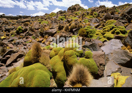 Llareta (Azorella compacta), qui pousse à bénéficier de faibles radiations du sol noir en dessous. Le parc national de Lauca, Arica-Parinacota, Chili Banque D'Images