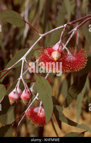 Gungurru Eucalyptus caesia (magna), libre de délicates fleurs rouges. Wheatbelt Central Region, Western Australia, Australia Banque D'Images