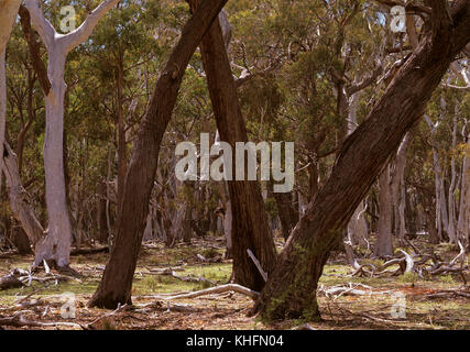 Forêt ouverte avec Snowgum et Silvertop stringybark (Eucalyptus pauciflora, Eucalyptus laevopiniea), avec sous-bois herbeux (se produit plus de 700 m). Coola Banque D'Images