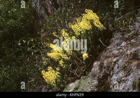 Sydney rock lily (Thelychiton speciosus), s'élevant en lithophyte sur falaise de grès. New South Wales, Australie Banque D'Images