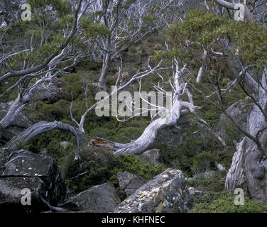 Forestiers subalpins Tasmanie avec snow gum (Eucalyptus coccifera), sous-bois et de bruyère. Parc national de Mount Field, Tasmanie, Australie Banque D'Images