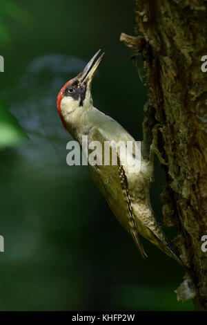 Pic Vert / grünspecht ( Picus viridis ), perché sur un tronc d'arbre, à l'étouffement, l'alimentation pose typique avant de nourrir ses poussins, la faune, l'Europe. Banque D'Images