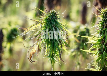 Cannabis sativa plant, Close up, près de Dauphn, Manitoba, Canada. Banque D'Images