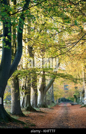 Fagus sylvatica. Tunnel d'automne des hêtres en fin d'après-midi du soleil. Little Tew, Cotswolds, Oxfordshire, Angleterre Banque D'Images